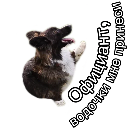 Sticker Corgiya_moscow - 1