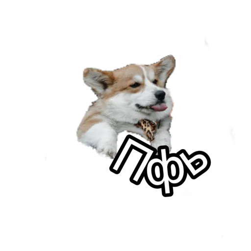 Sticker Corgiya_moscow - 1