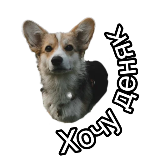 Sticker Corgiya_moscow - 1