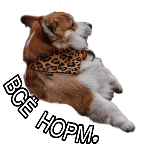 Sticker Corgiya_moscow - 1