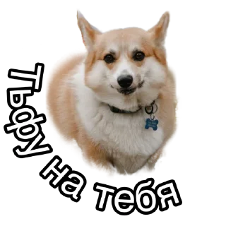 Sticker Corgiya Moscow - 6