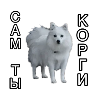 Sticker Corgiya Moscow - 7