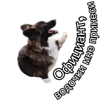 Sticker Corgiya Moscow - 4