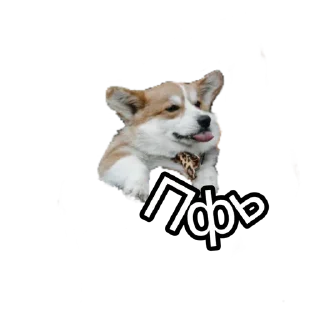 Sticker Corgiya Moscow - 2