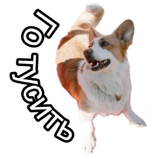 Sticker Corgiya Moscow - 3