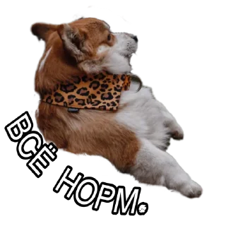 Sticker Corgiya Moscow - 0