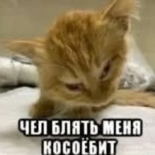 Sticker амёбус - 4