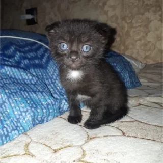 Sticker амёбус - 1