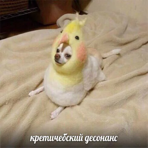 Sticker Corvum Random pack - 6