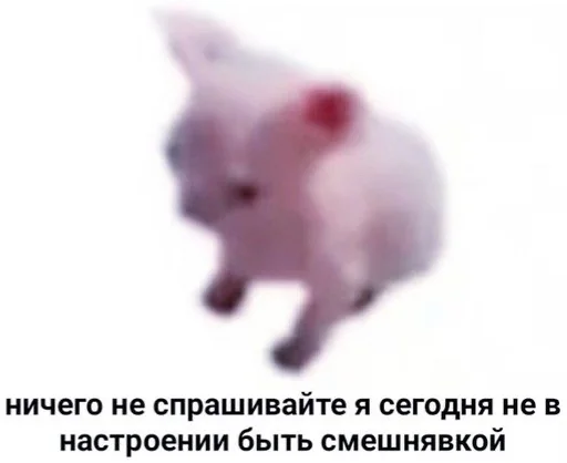 свинья животное suidae