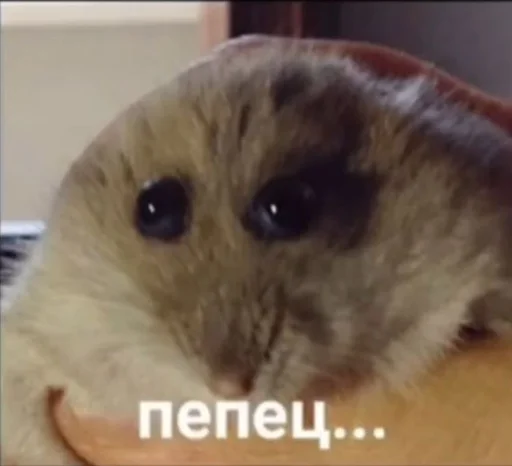 млекопитающее животное мышь