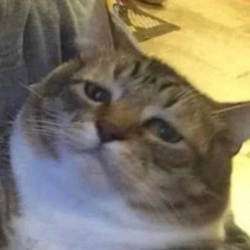 Стикер Cotophony - 1