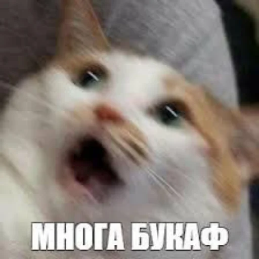 Котофония - 