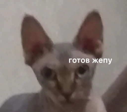 Стикер Cotophony - 1