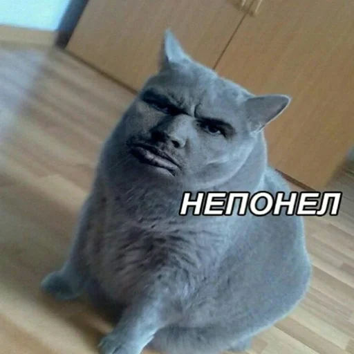 Sticker Cotophony - 1