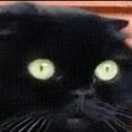 Sticker Cotophony - 1