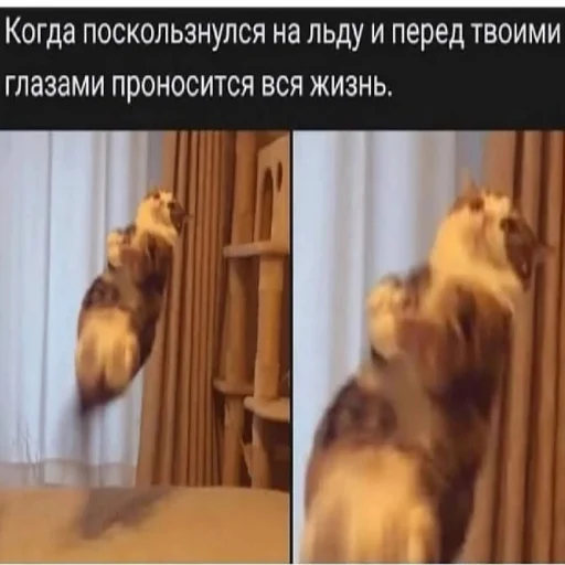 Sticker Cotophony - 1