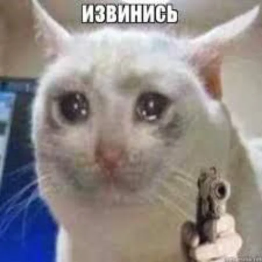 Sticker Cotophony - 1