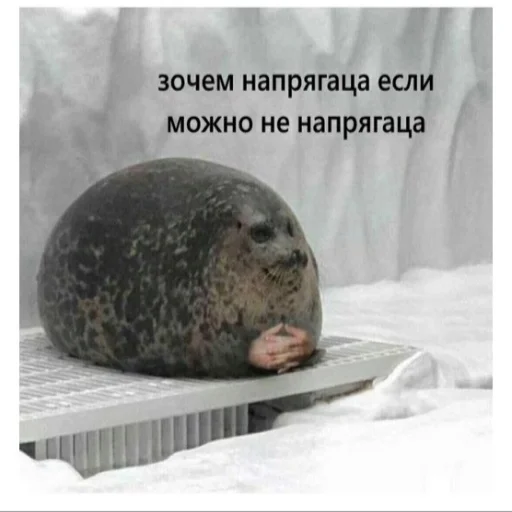 Стикер Cotophony - 1