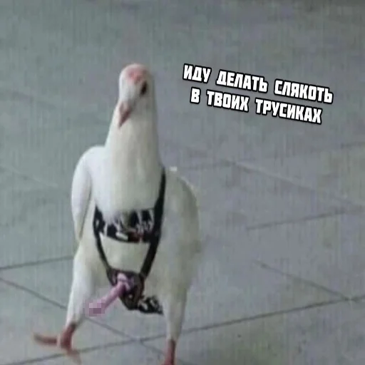 Стикер Cotophony - 1