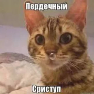 Sticker Котофония - 1