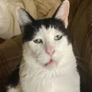 Sticker Котофония - 4