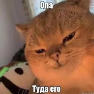 Sticker Котофония - 3