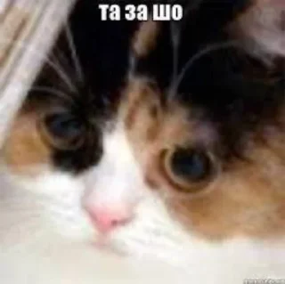 Sticker Котофония - 11