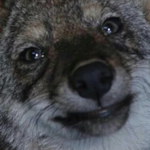 Sticker Coyote faces - 3