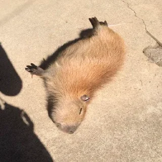 Sticker Capybara's world - 6