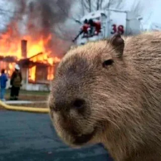 Sticker Capybara's world - 7