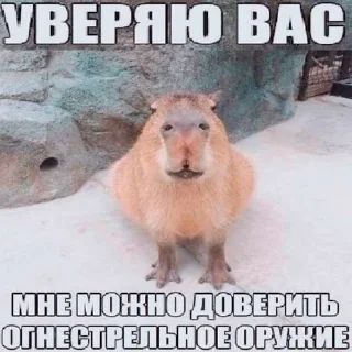 Sticker Capybara's world - 2