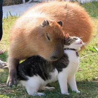 Sticker Capybara's world - 8