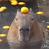 Capybara's world - 