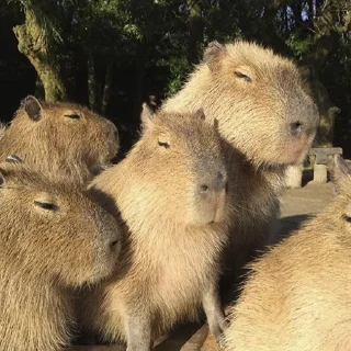 Sticker Capybara's world - 10