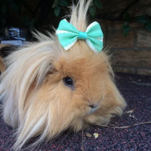 Морские свинки - 