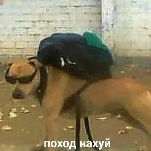 хуп хуп :: @fStikBot - человеческое лицо