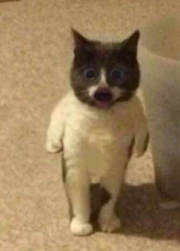 животное млекопитающее кошка