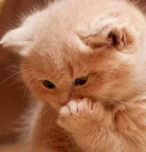 млекопитающее животное кошка