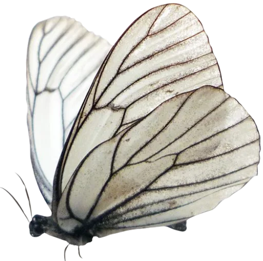 invertebrate animal butterfly