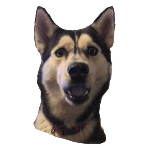 животное млекопитающее домашнее животное