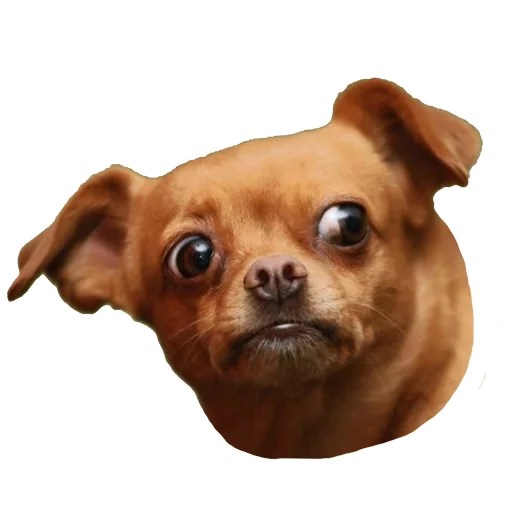 порода собак животное собака