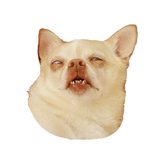 животное кошка собака