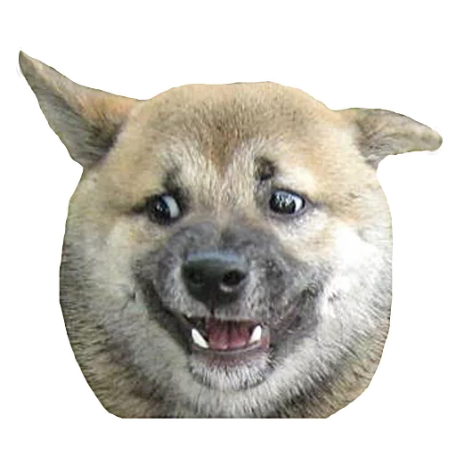 млекопитающее животное рыло