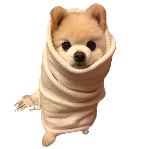 собака животное порода собак