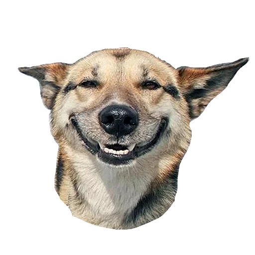 Dogs - животное