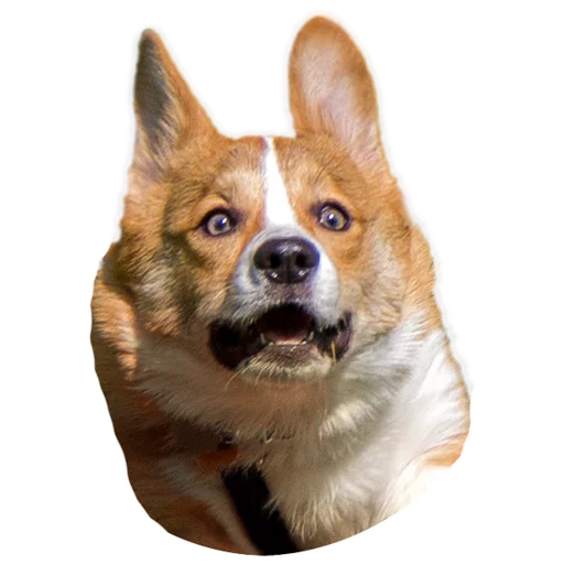 животное млекопитающее собака