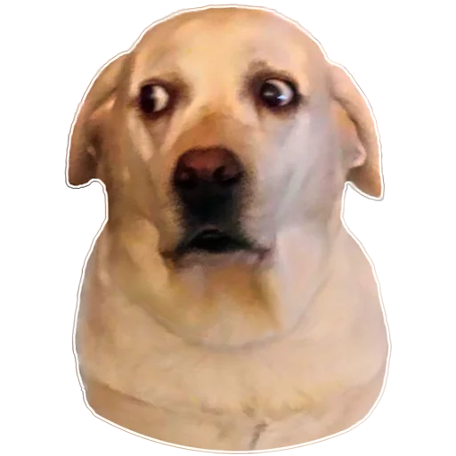 животное порода собак млекопитающее