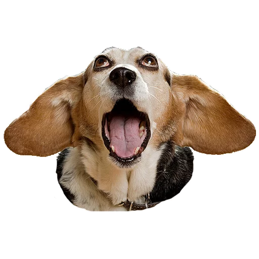 порода собак домашнее животное животное