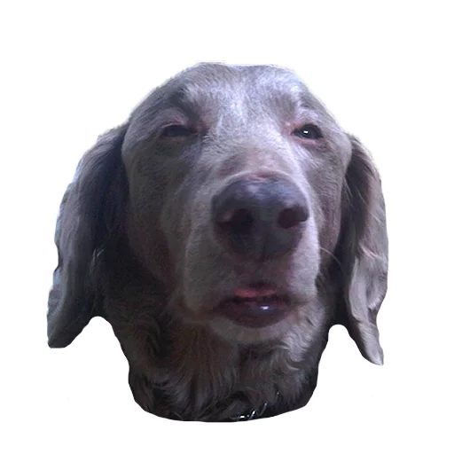 животное порода собак млекопитающее